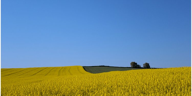 sarı sıcak…